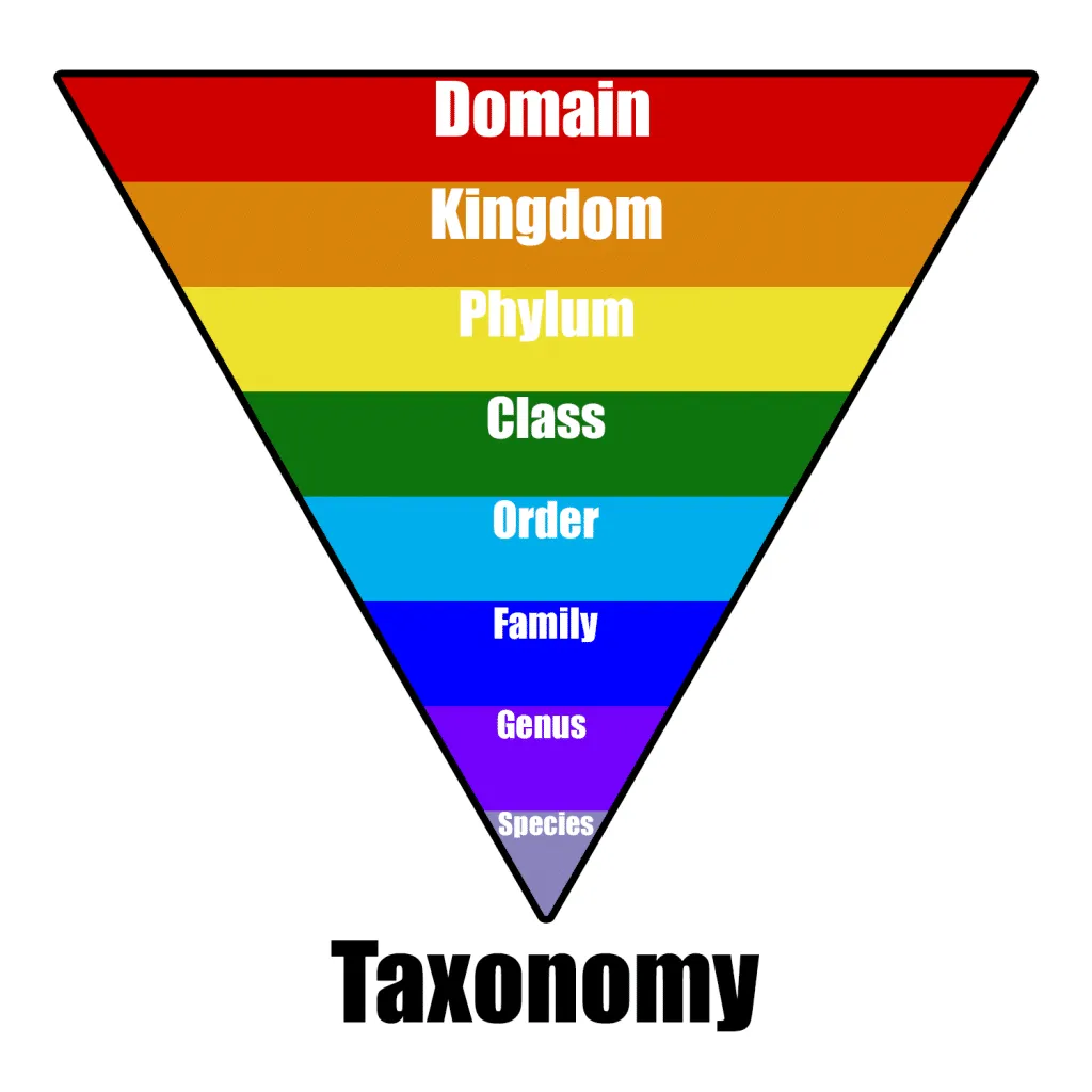 Taxonomy là gì?