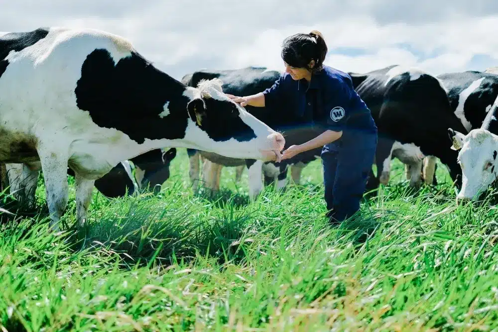 Hệ thống nuôi bò sữa tại TH True Milk